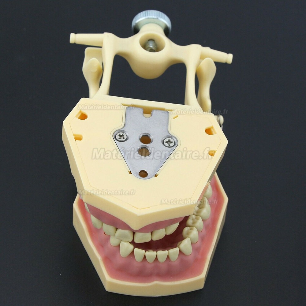 Dental Restorative Typodont Model M8014-2 32pcs Compatible Frasaco AG3 Type